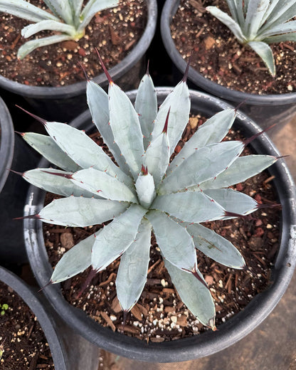 Jet Tip Agave
