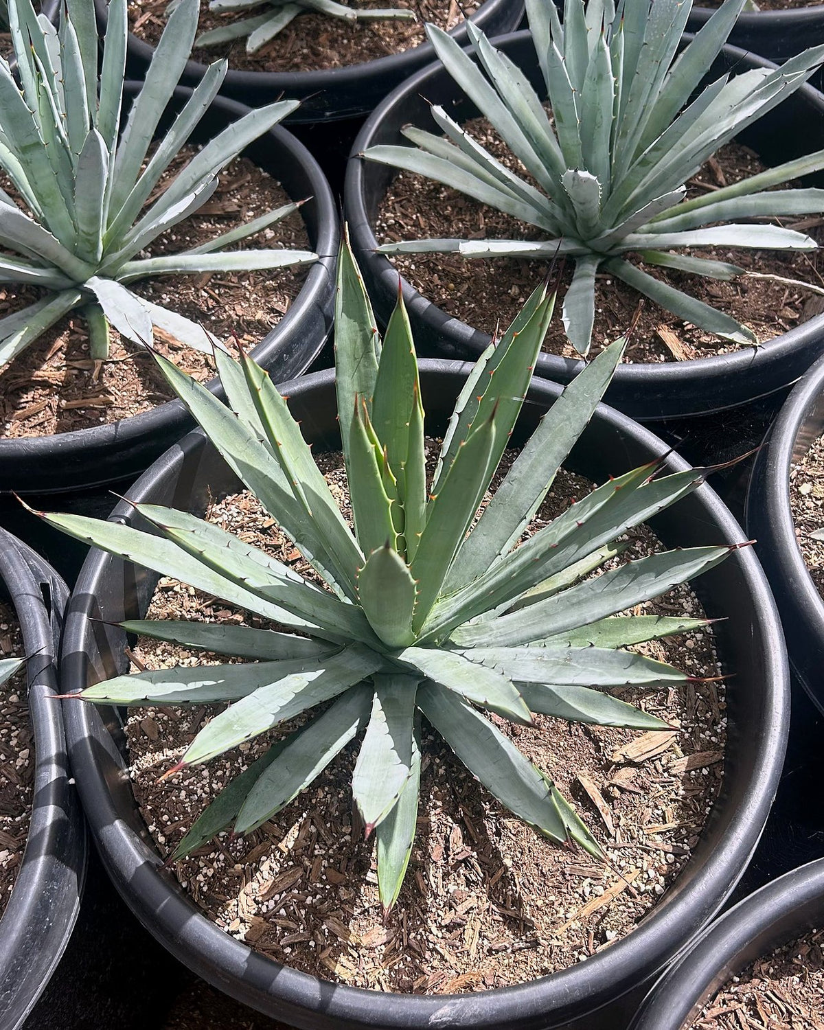 Jet Tip Agave