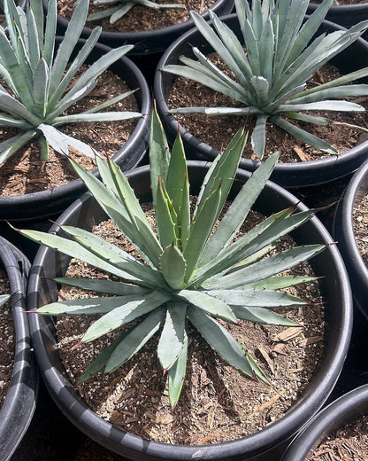 Jet Tip Agave