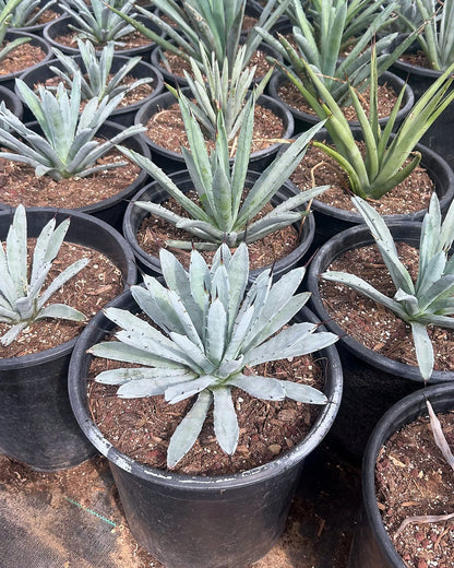 Jet Tip Agave