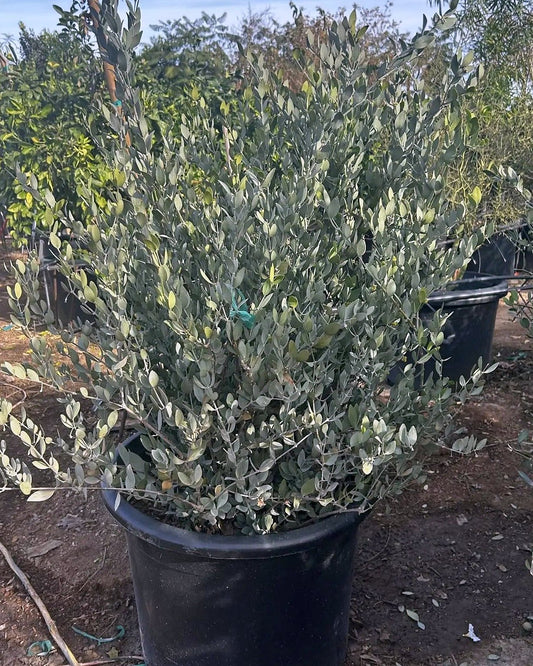 Jojoba