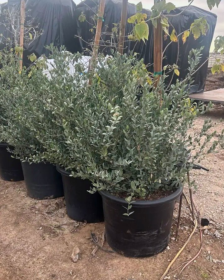Jojoba