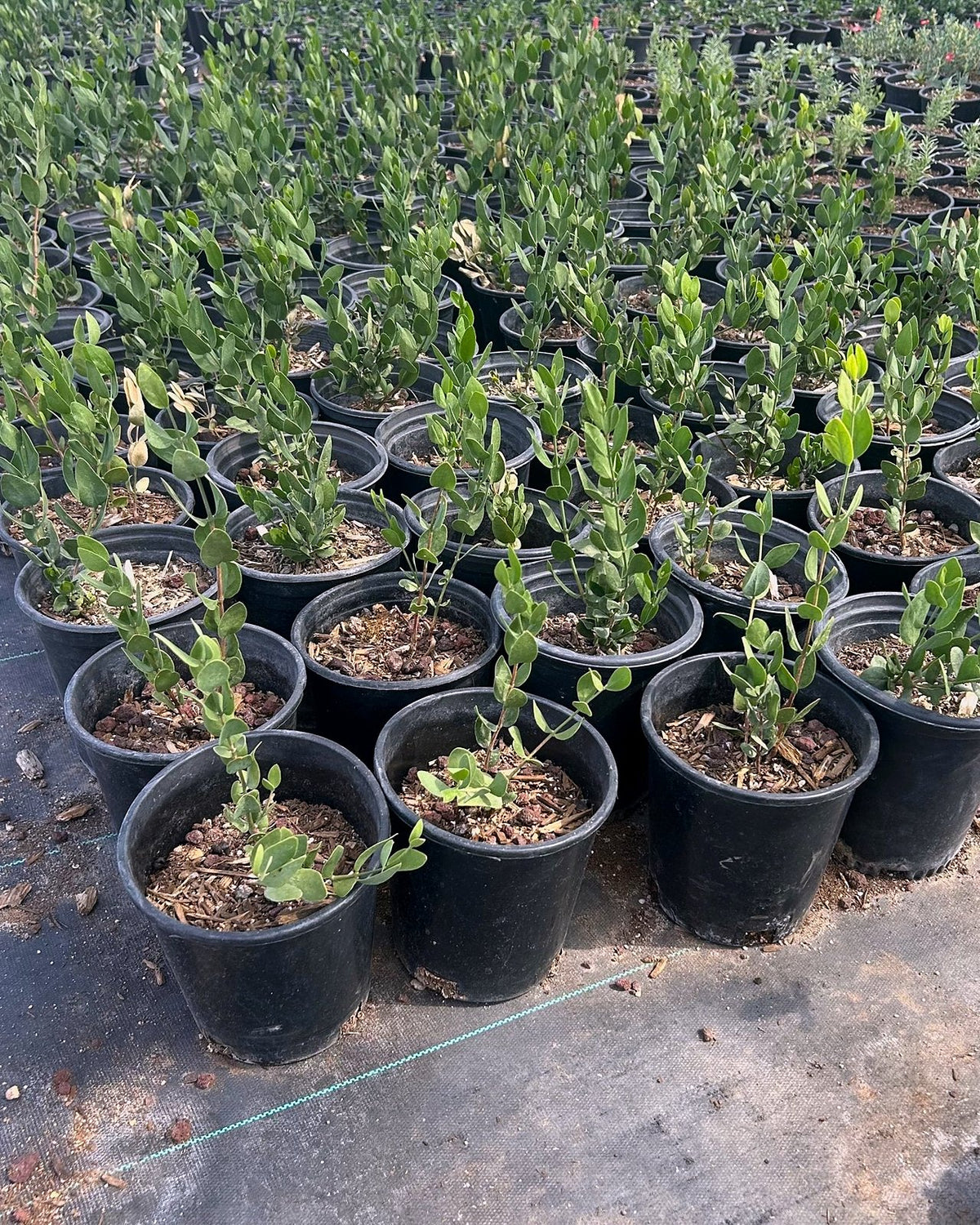Jojoba