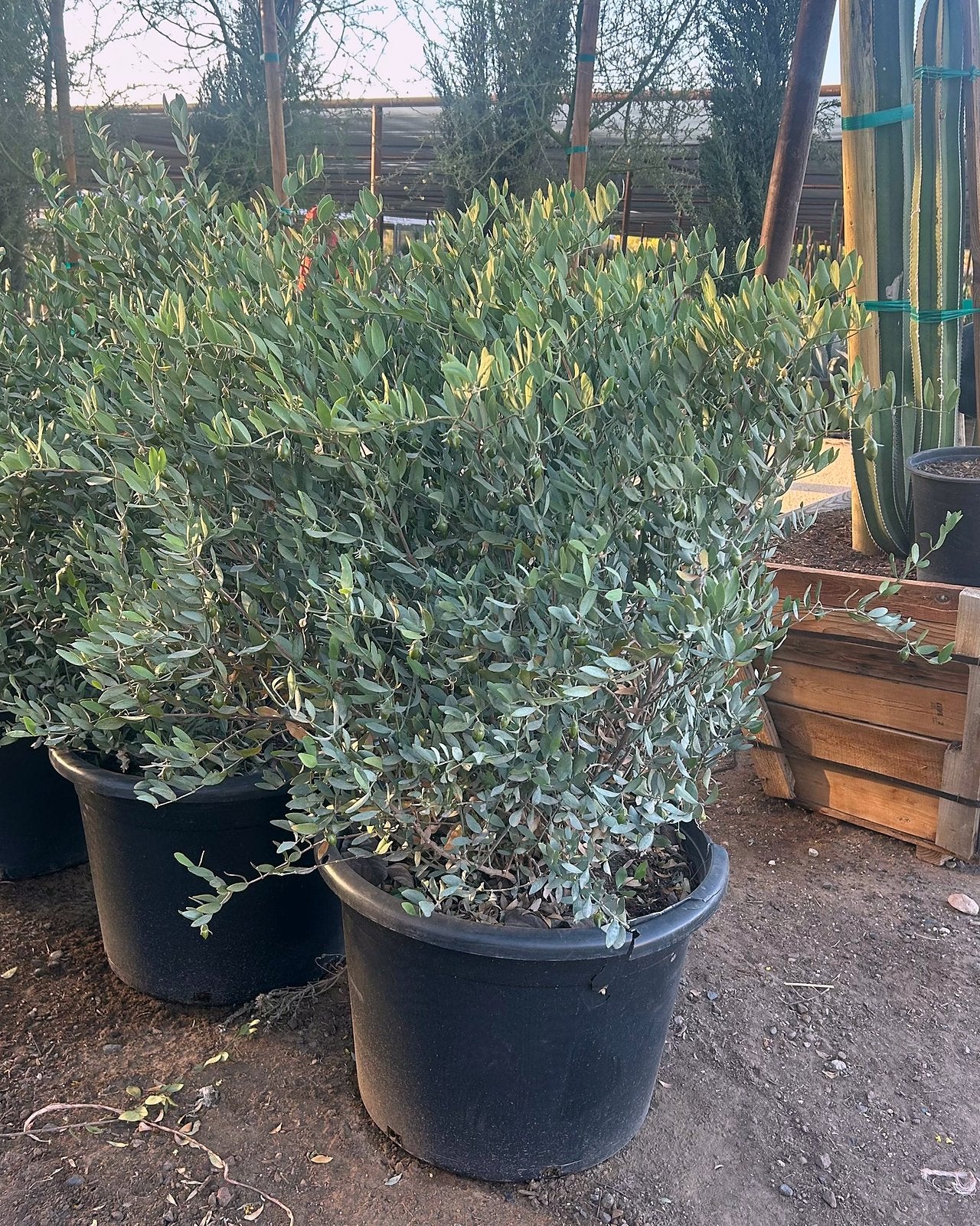 Jojoba