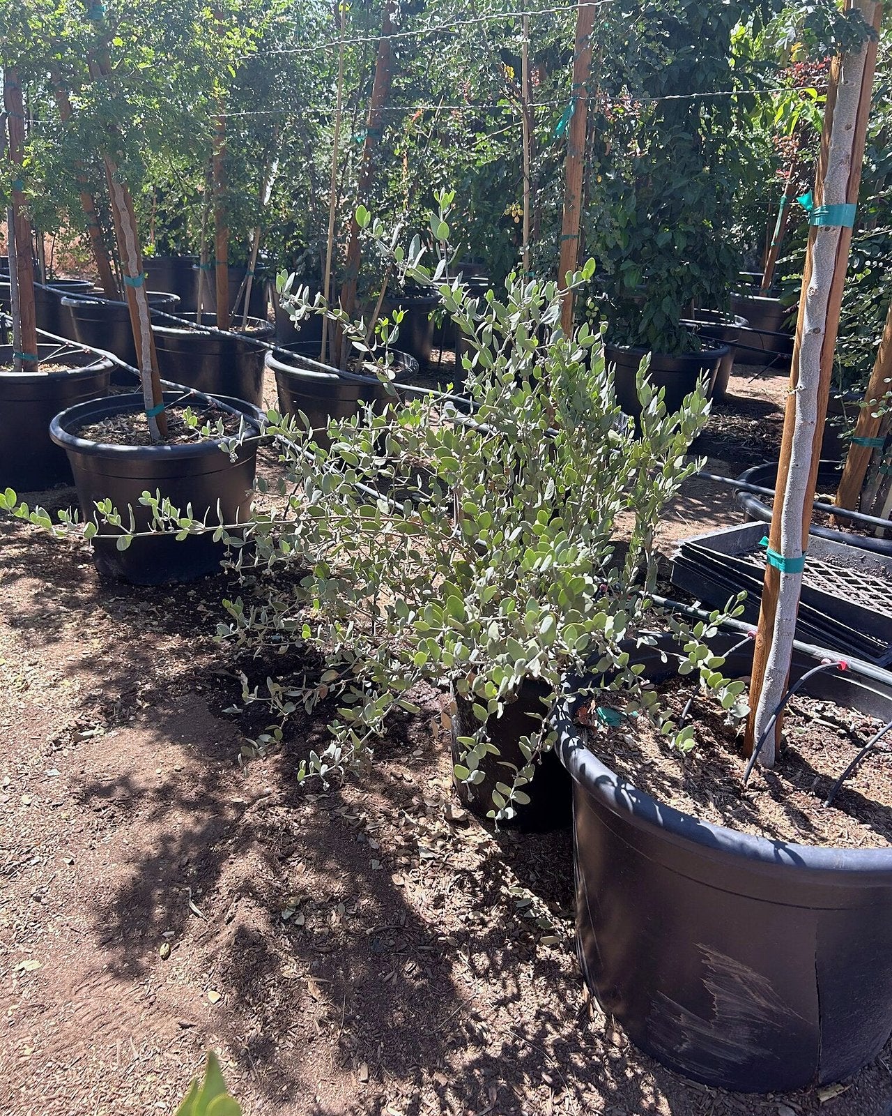 Jojoba