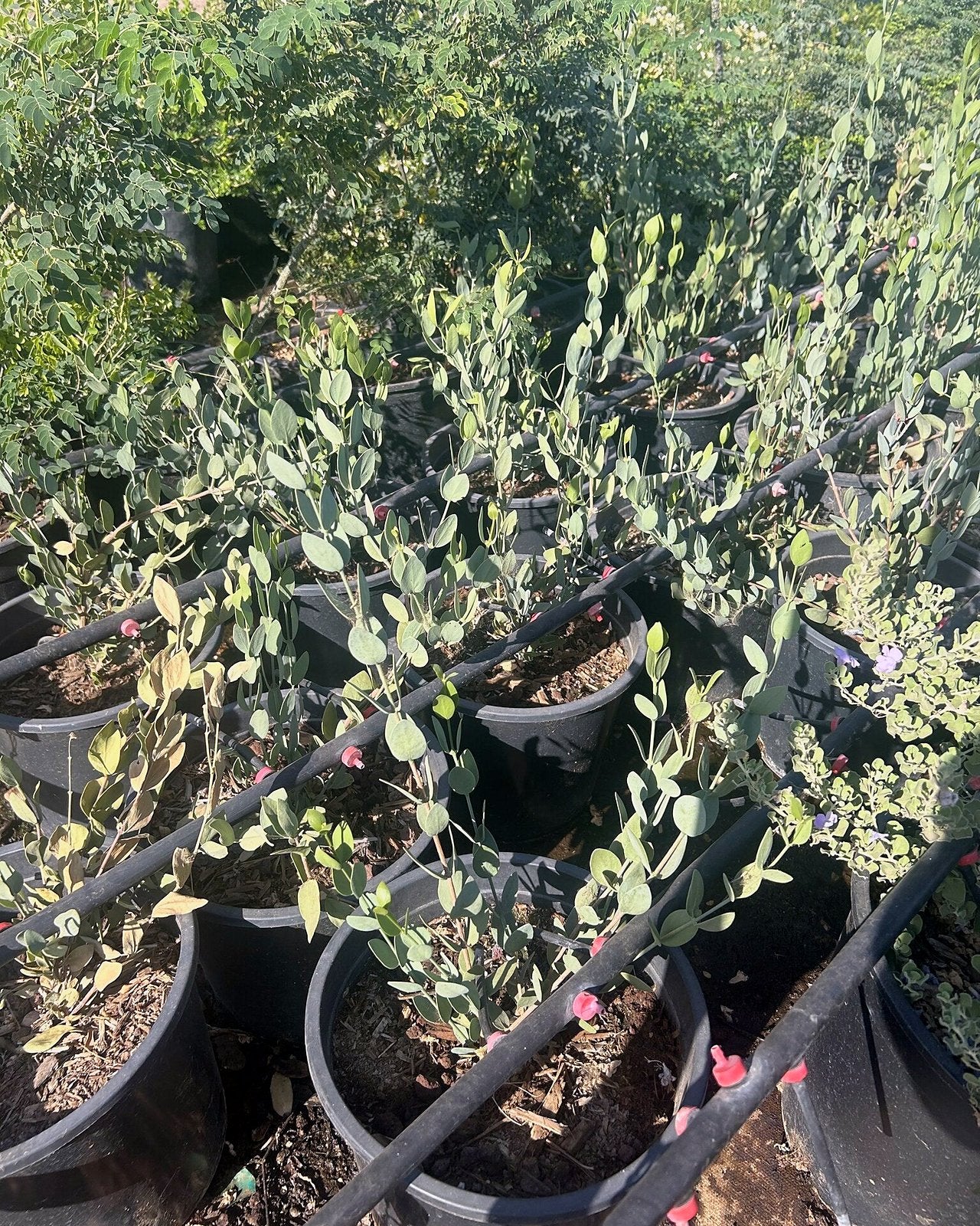 Jojoba