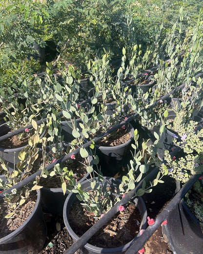 Jojoba