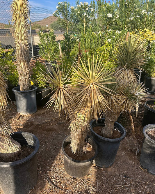 Joshua Tree