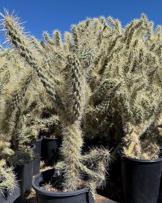 Jumping Cholla