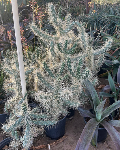 Jumping Cholla