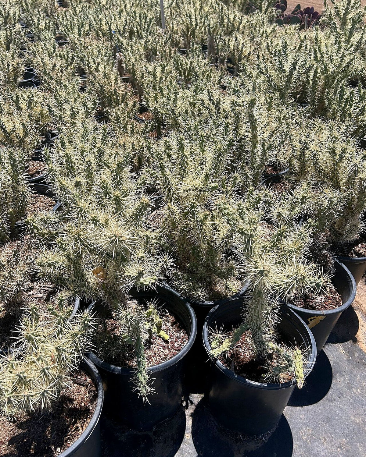 Jumping Cholla