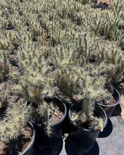 Jumping Cholla