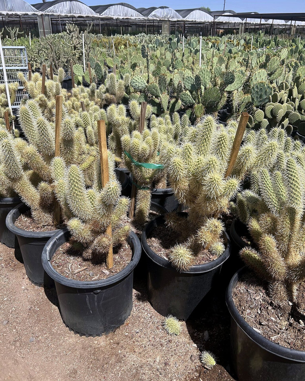 Jumping Cholla