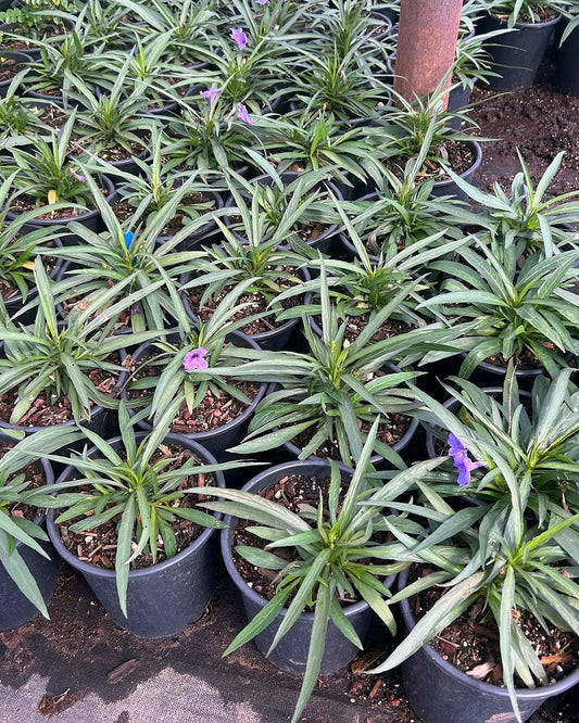 Katie Ruellia Purple