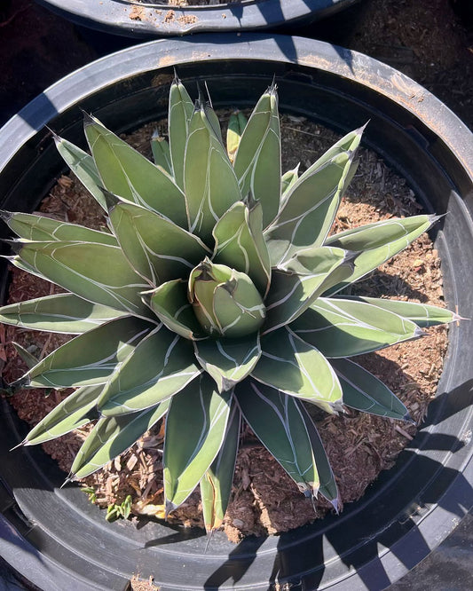King Ferdinand Agave