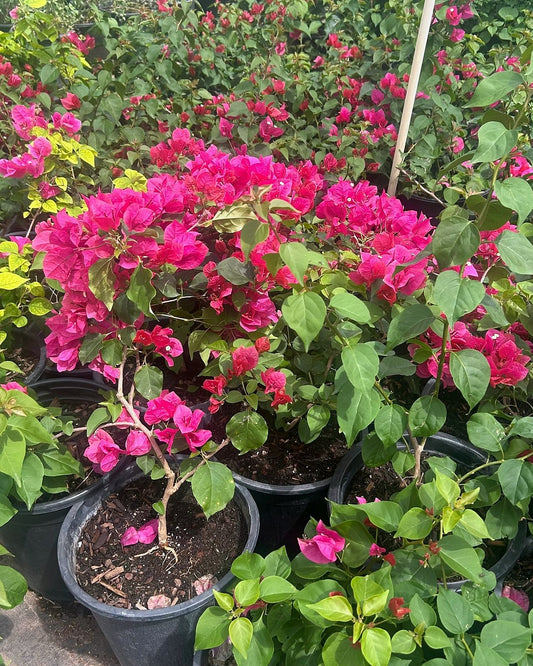 'La Jolla' Bougainvillea