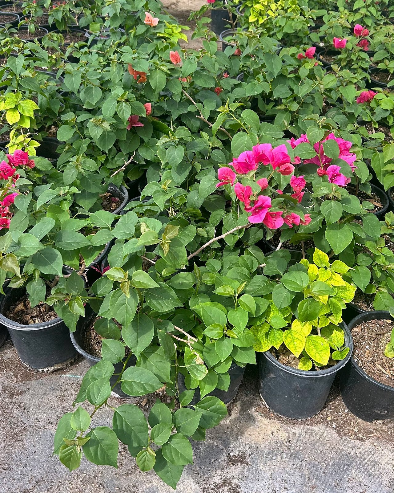 'La Jolla' Bougainvillea