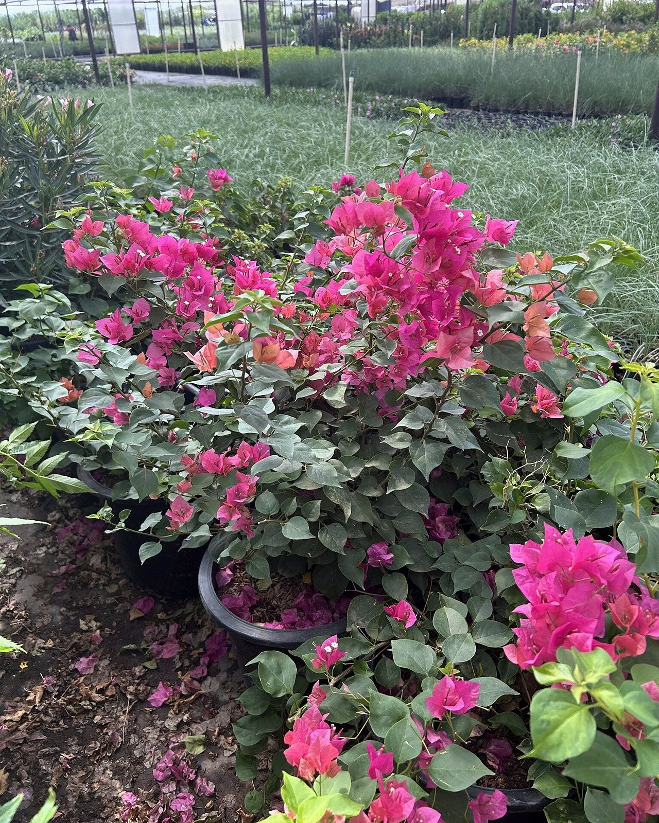 'La Jolla' Bougainvillea