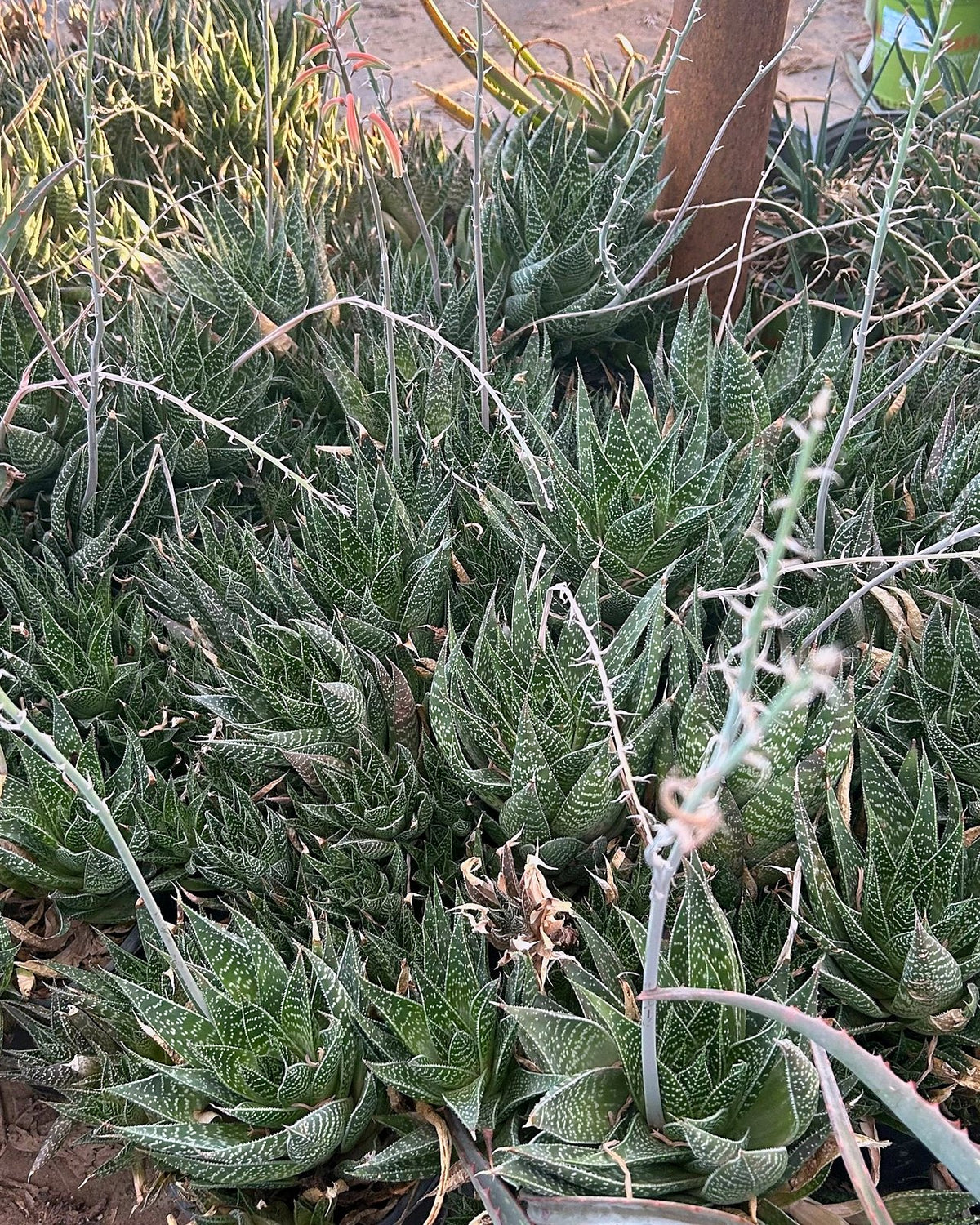 Lace Aloe