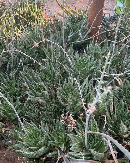 Lace Aloe