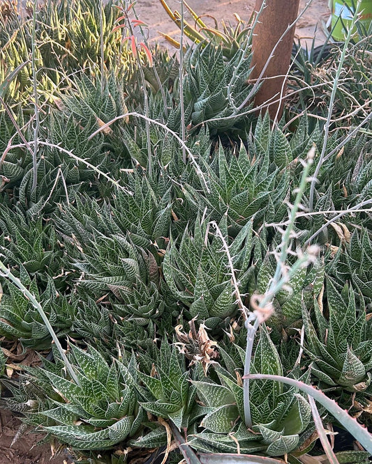 Lace Aloe