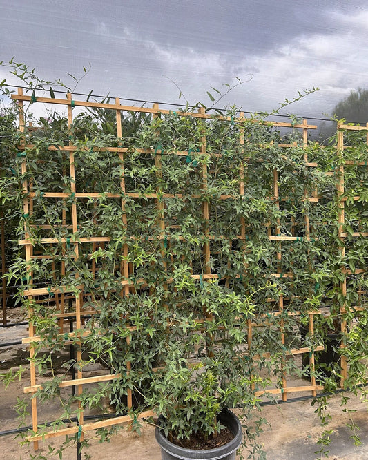 Lady Banks Rose - Yellow Espalier