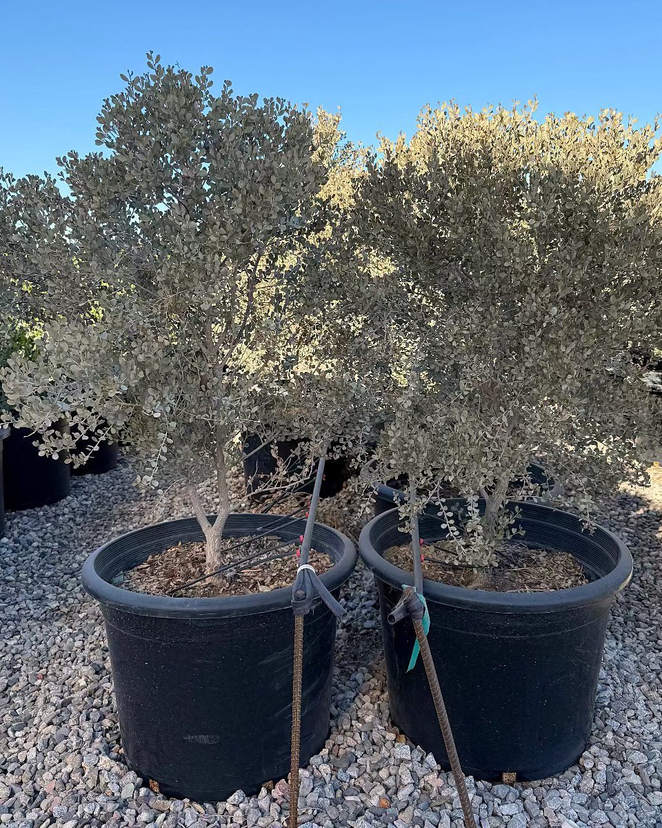 Leather Leaf Acacia