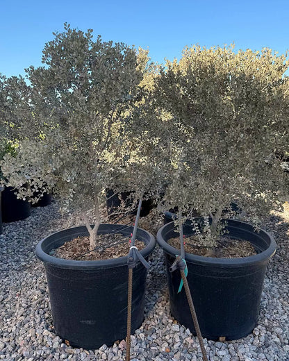 Leather Leaf Acacia