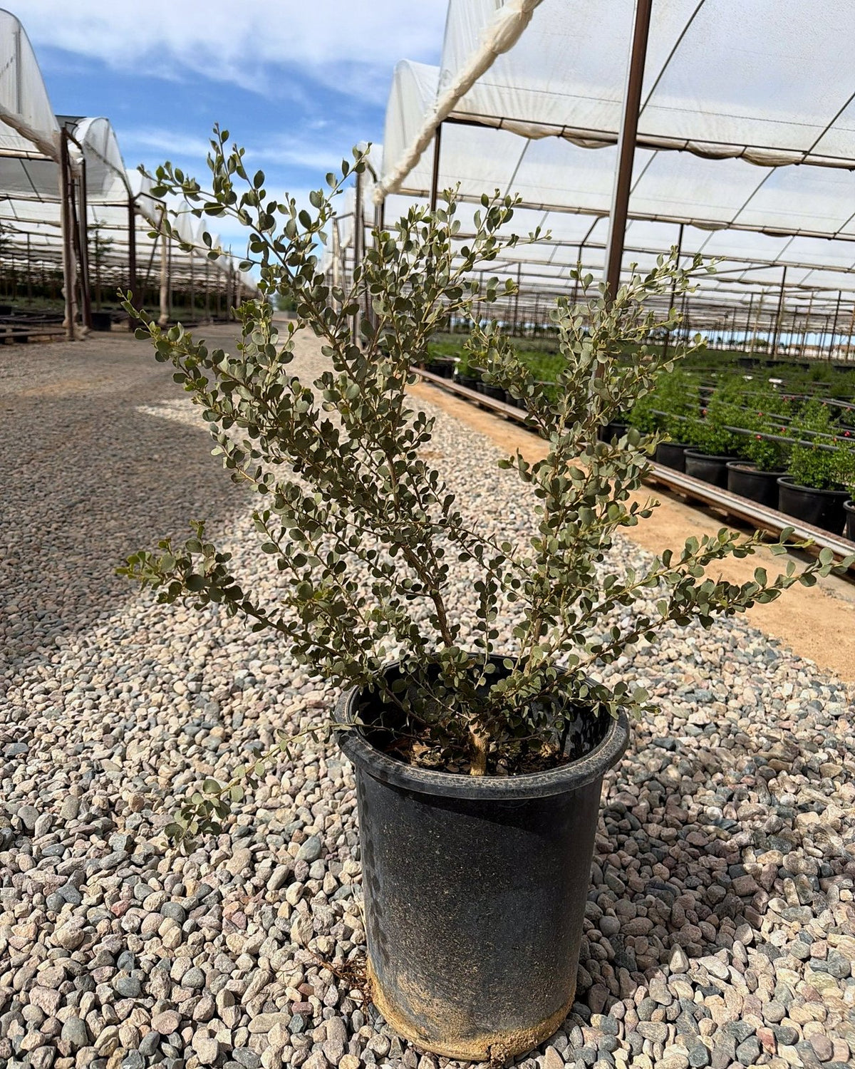 Leather Leaf Acacia