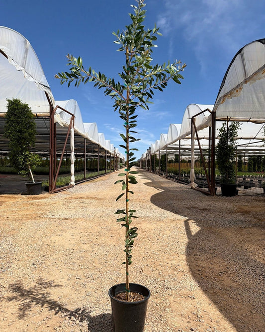 Lemon Bottle Brush Tree