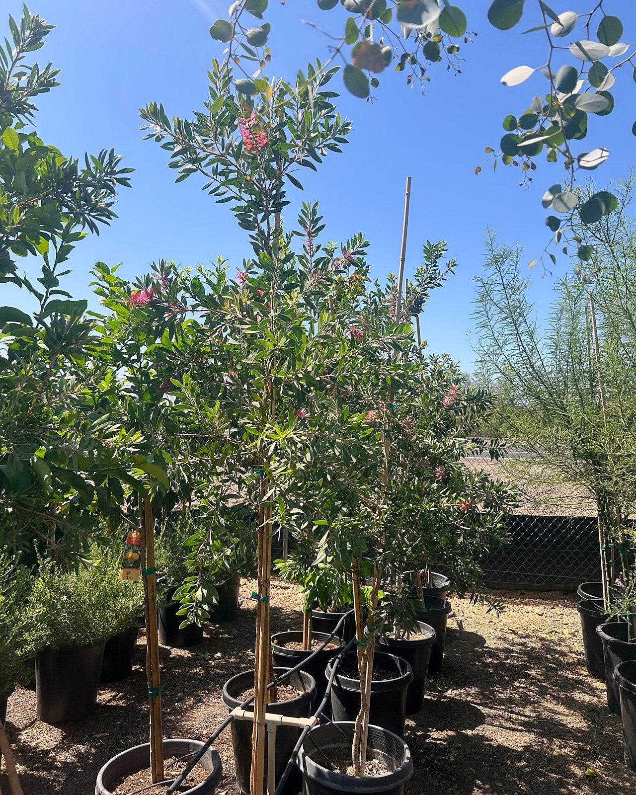 Lemon Bottle Brush Tree
