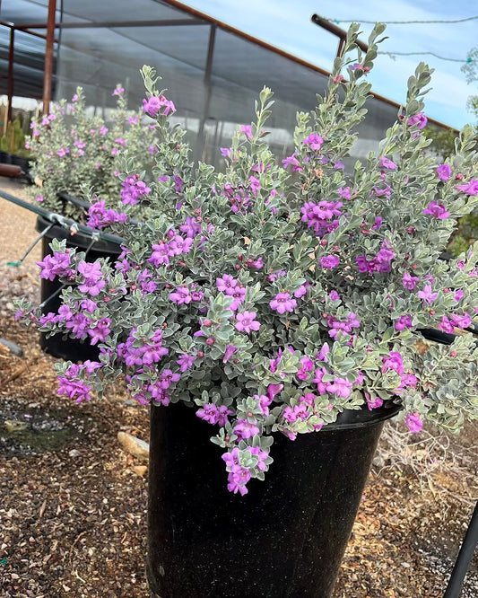 Leucophyllum ‘Convent’
