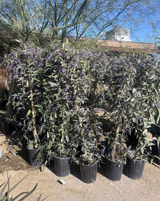 Lilac Vine