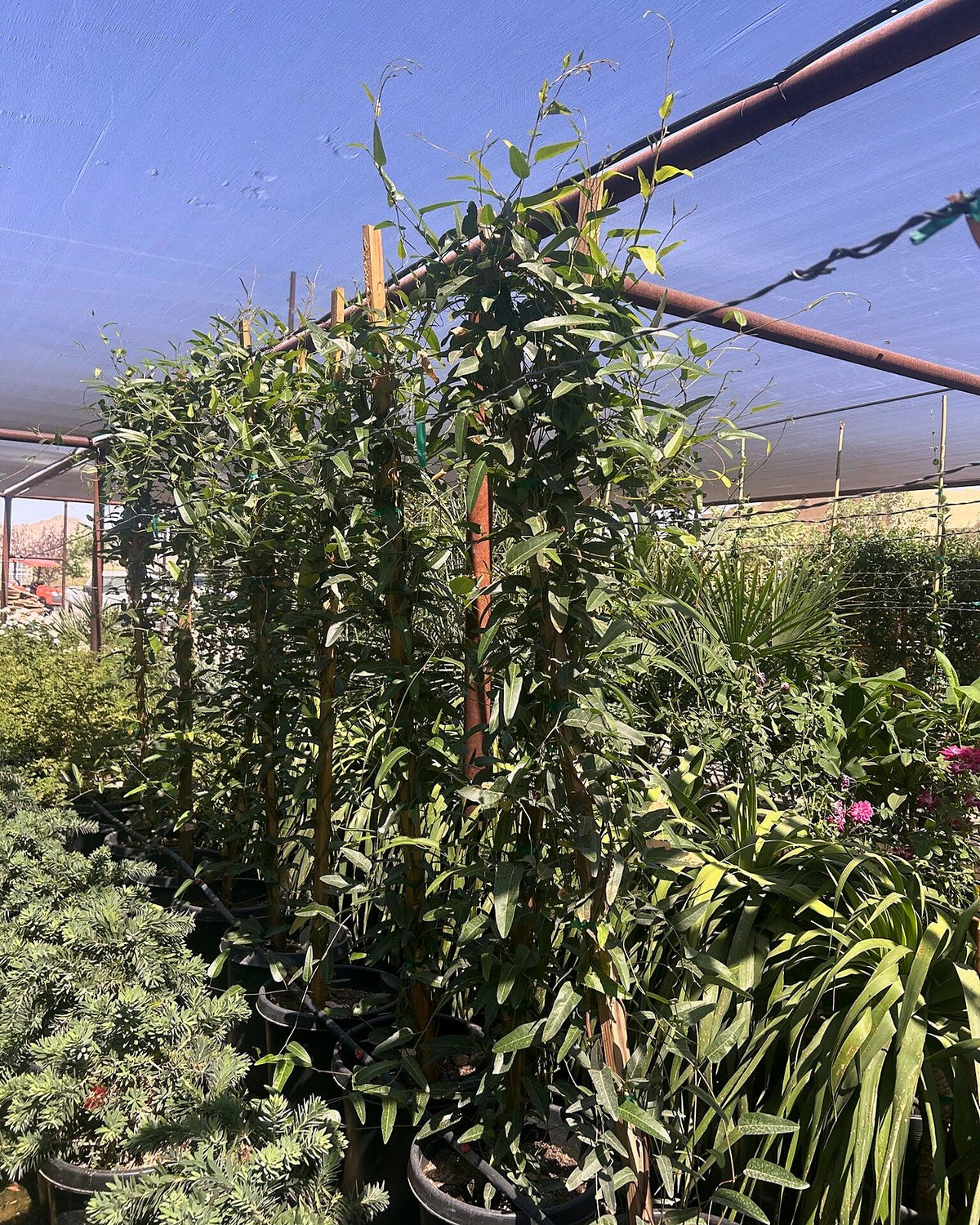 Lilac Vine