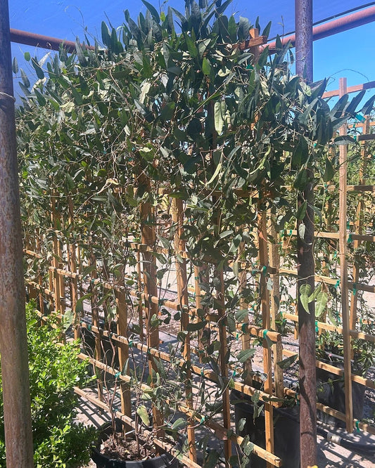 Lilac Vine Espalier