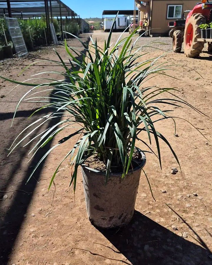 Lily Turf