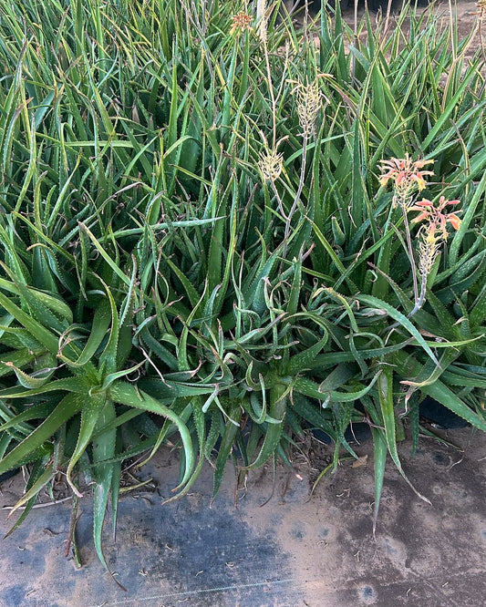 Little Gem Aloe