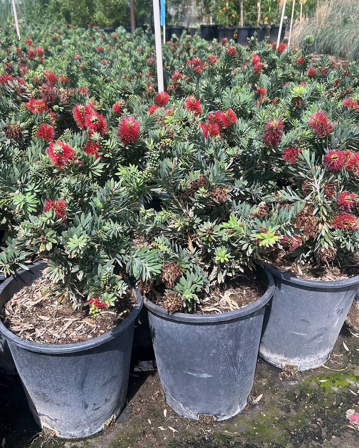 Dwarf Bottlebrush
