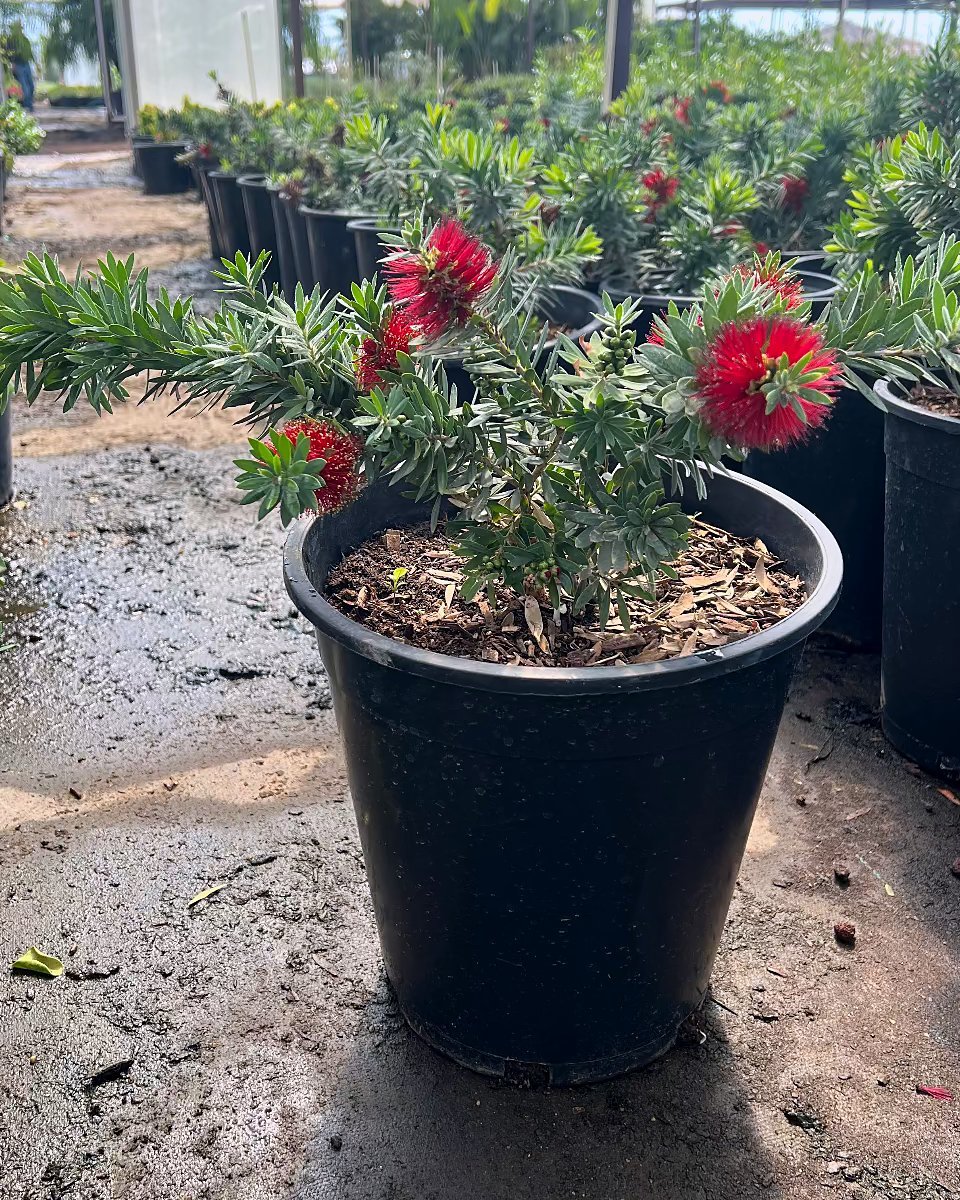 Dwarf Bottlebrush