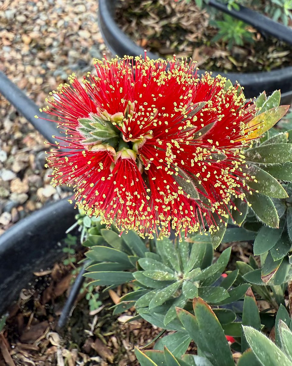 Dwarf Bottlebrush