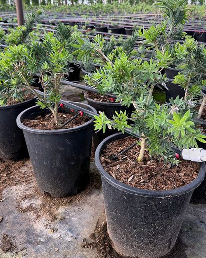 Dwarf Bottlebrush