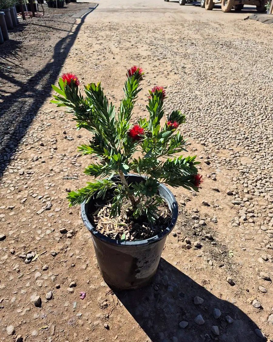 Dwarf Bottlebrush