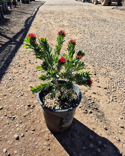 Dwarf Bottlebrush