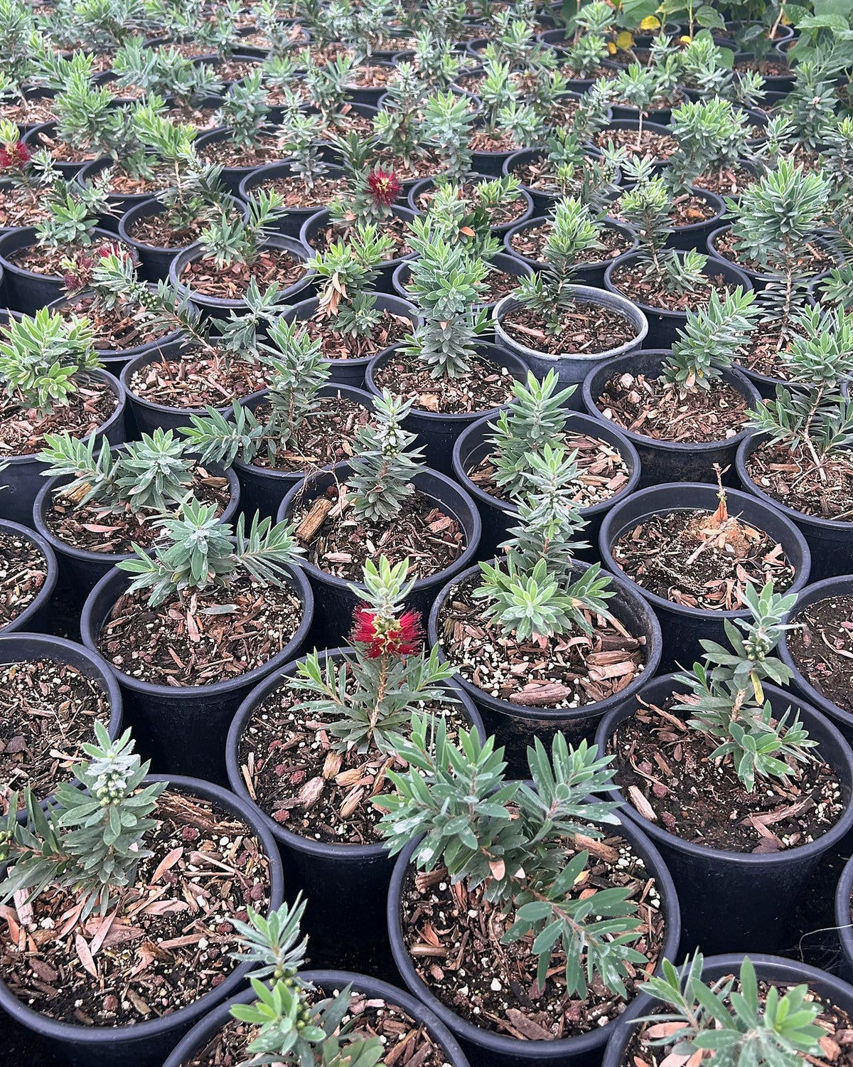 Dwarf Bottlebrush