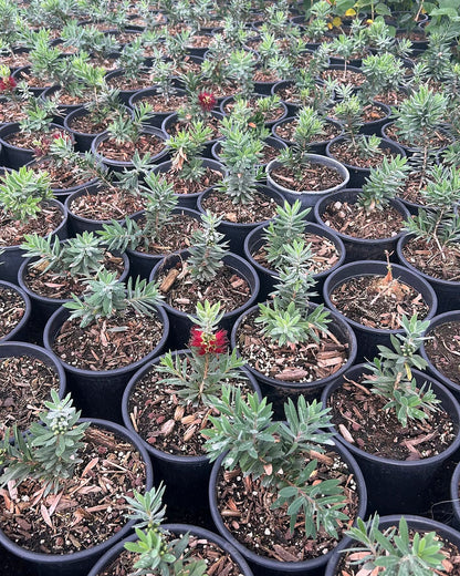Dwarf Bottlebrush