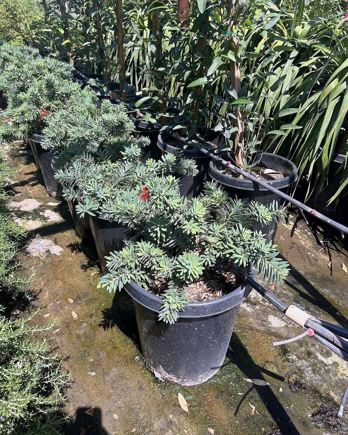 Dwarf Bottlebrush