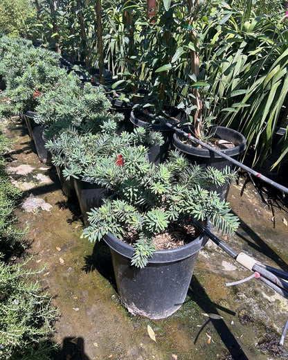 Dwarf Bottlebrush