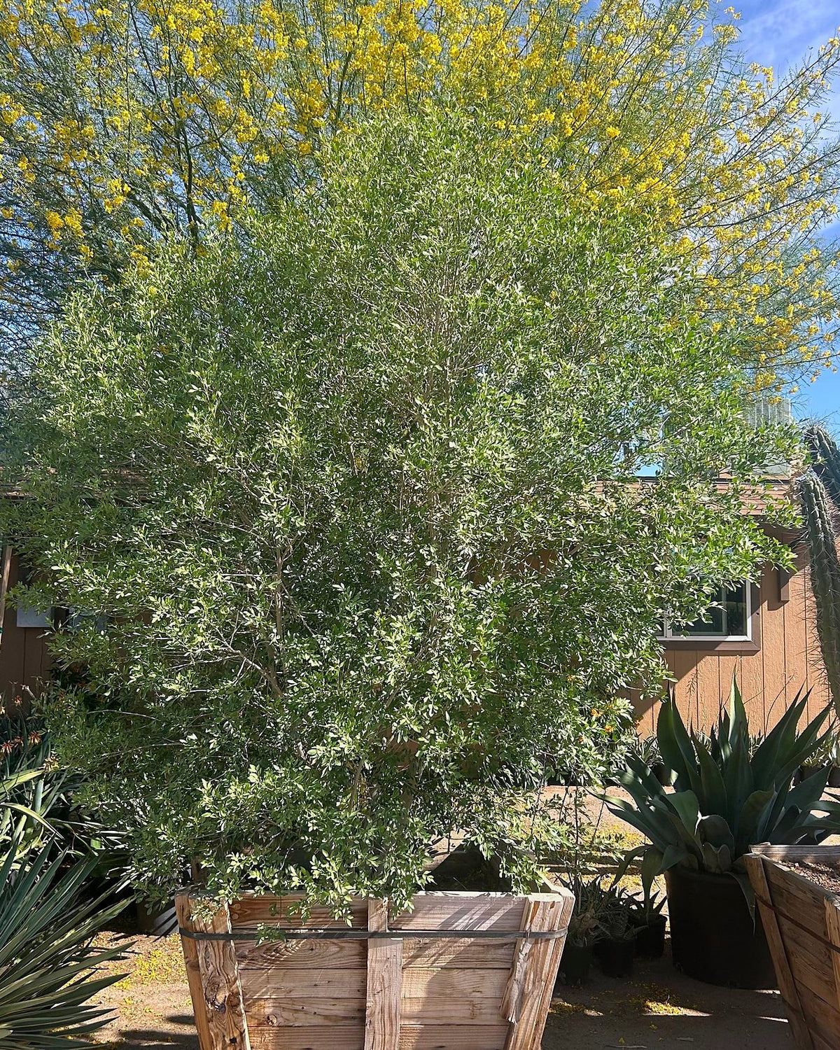 Little Leaf Ash
