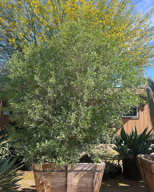Little Leaf Ash