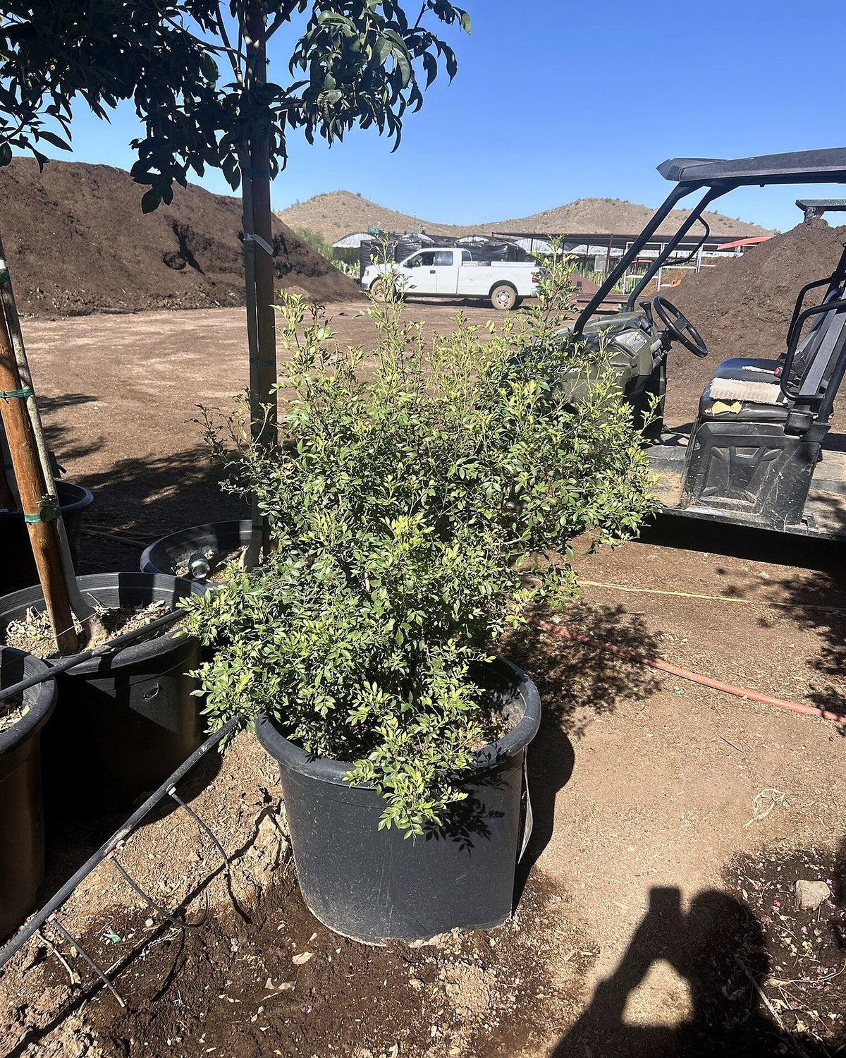 Little Leaf Ash